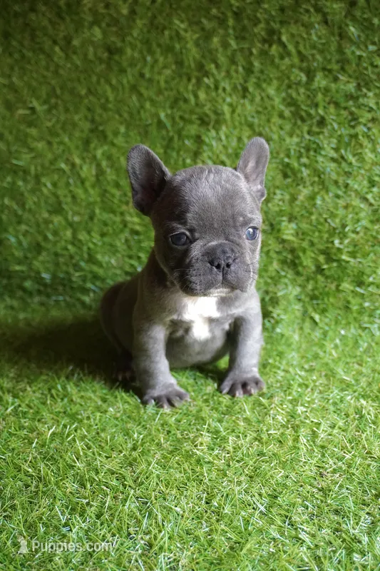 Chloe – French Bulldog puppy for sale in Bladensburg, MD