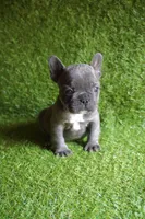 Chloe, a female French Bulldog for sale in Bladensburg, MD – 1 of 5