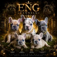 Louie, a male French Bulldog for sale in Bladensburg, MD – 2 of 9