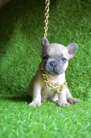 Louie, a male French Bulldog for sale in Bladensburg, MD – 7 of 9
