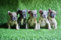 Louie, a male French Bulldog for sale in Bladensburg, MD – 4 of 9