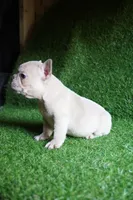 Saint, a male French Bulldog for sale in Bladensburg, MD – 2 of 3