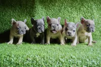 Louie, a male French Bulldog for sale in Bladensburg, MD – 5 of 9