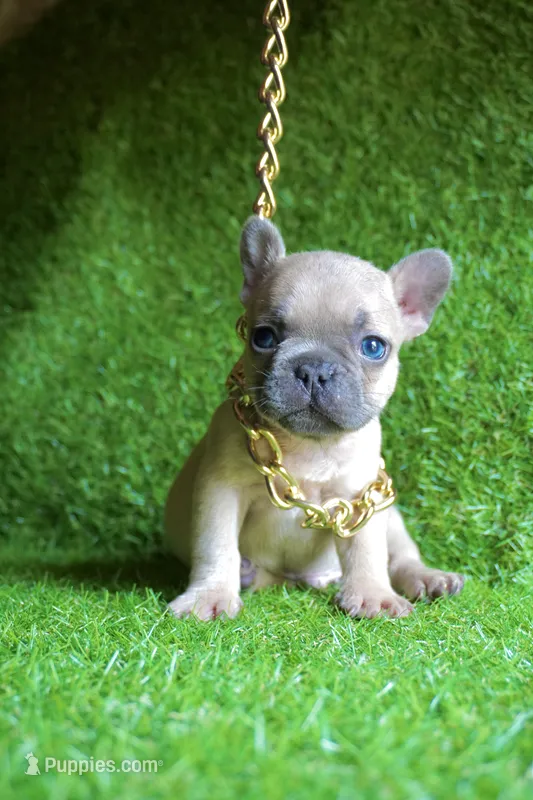 BumbleBee – French Bulldog puppy for sale in Bladensburg, MD