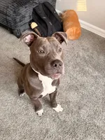 Tank , a male American Pit Bull Terrier for sale in Newport News, VA – 2 of 6