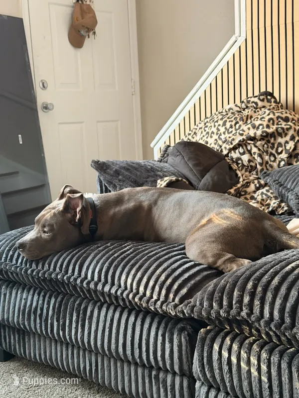 Tank  – American Pit Bull Terrier puppy for sale in Newport News, VA