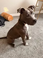 Tank , a male American Pit Bull Terrier for sale in Newport News, VA – 5 of 6