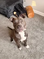 Tank , a male American Pit Bull Terrier for sale in Newport News, VA – 4 of 6
