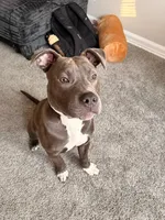 Tank , a male American Pit Bull Terrier for sale in Newport News, VA – 3 of 6