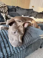 Tank , a male American Pit Bull Terrier for sale in Newport News, VA – 6 of 6