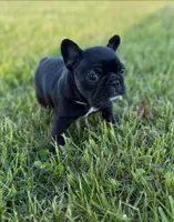 Dot, a female French Bulldog for sale in Eden Prairie, MN – 3 of 5