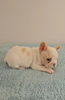 Diamond, a female French Bulldog for sale in Eden Prairie, MN – Photo 2 of 6