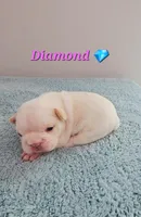 Diamond, a female French Bulldog for sale in Eden Prairie, MN – Photo 6 of 6