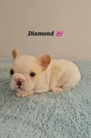 Diamond, a female French Bulldog for sale in Eden Prairie, MN – Photo 1 of 6