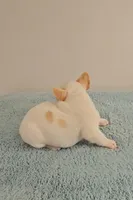 Diamond, a female French Bulldog for sale in Eden Prairie, MN – Photo 4 of 6