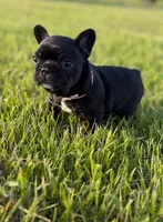 Dot, a female French Bulldog for sale in Eden Prairie, MN – 5 of 5