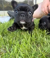 Dot, a female French Bulldog for sale in Eden Prairie, MN – 2 of 5