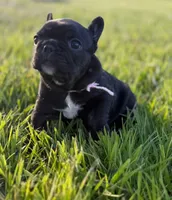 Dot, a female French Bulldog for sale in Eden Prairie, MN – 4 of 5