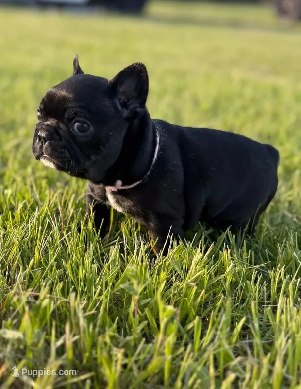 Dot – French Bulldog puppy for sale in Eden Prairie, MN