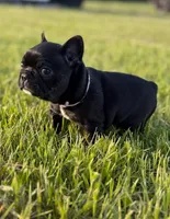Dot, a female French Bulldog for sale in Eden Prairie, MN – 1 of 5