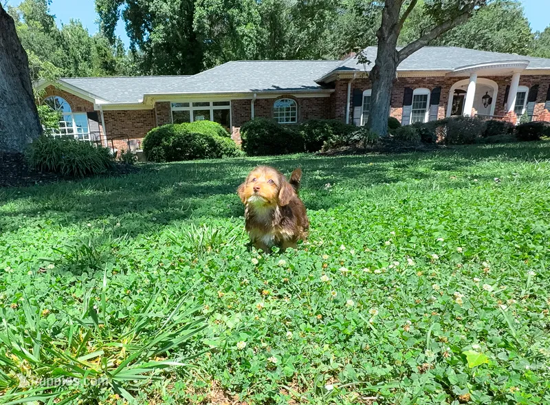 Jason – Yorkipoo puppy for sale in Newberry, SC