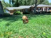 Jason, a male Yorkipoo for sale in Newberry, SC – 1 of 5