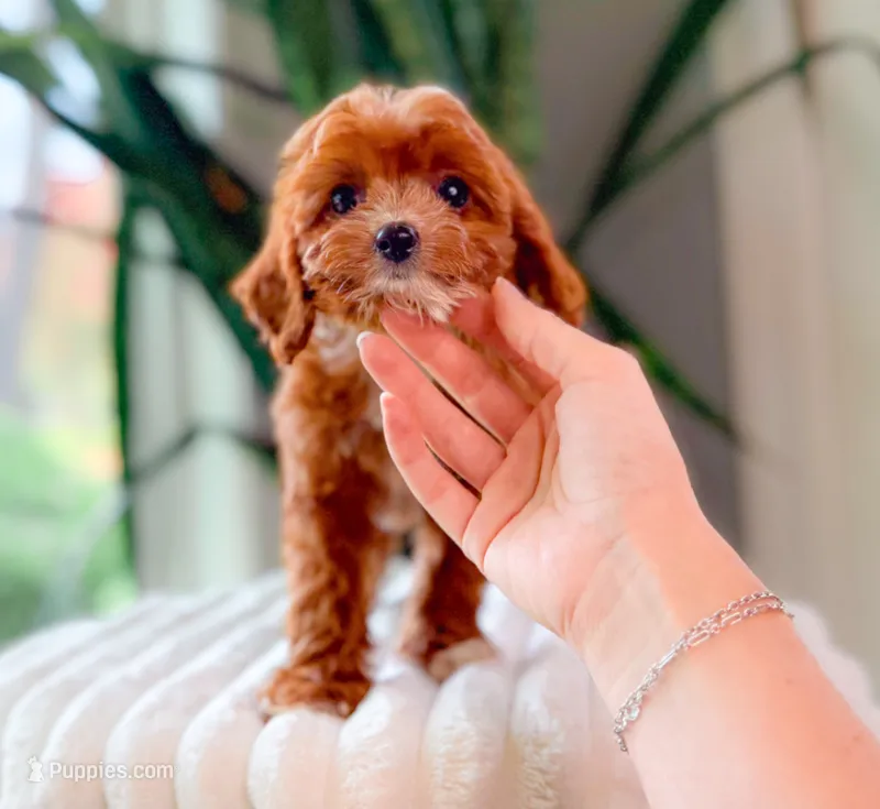 Flora – Cavapoo puppy for sale in Newberry, SC