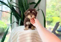 Gomez, a male Havapoo for sale in Newberry, SC – 5 of 5