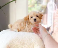Avalyn, a female Maltipoo for sale in Newberry, SC – 1 of 3