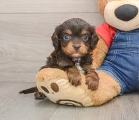 Celine, a female Cavapoo for sale in Newberry, SC – 2 of 2