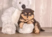 Tonya, a female Pomeranian for sale in Newberry, SC – Photo 4 of 7