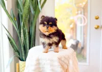 Tonya, a female Pomeranian for sale in Newberry, SC – Photo 7 of 7