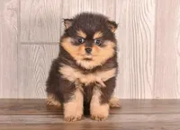 Tonya, a female Pomeranian for sale in Newberry, SC – Photo 5 of 7