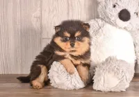 Tonya, a female Pomeranian for sale in Newberry, SC – Photo 3 of 7