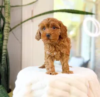 Cora, a female Cavapoo for sale in Newberry, SC – 3 of 3