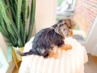 Grace, a female Yorkshire Terrier and Poodle - Miniature  for sale in Newberry, SC – 3 of 5
