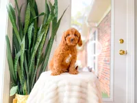 Fudge, a male Cavapoo for sale in Newberry, SC – 4 of 5