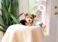 Nolan, a male Yorkshire Terrier for sale in Newberry, SC – 1 of 4