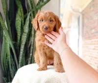 Barrett, a male Miniature Goldendoodle for sale in Newberry, SC – 2 of 3
