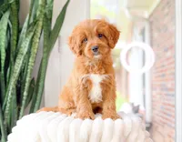 Torin, a male Cavapoo for sale in Newberry, SC – 2 of 3