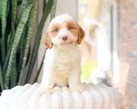 Marcy, a female Cavapoo for sale in Newberry, SC – 3 of 3