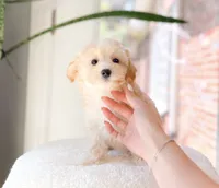 Archie, a male Maltipoo for sale in Newberry, SC – 3 of 3