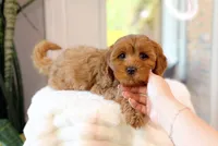 Capri, a female Cavapoo for sale in Newberry, SC – 3 of 3