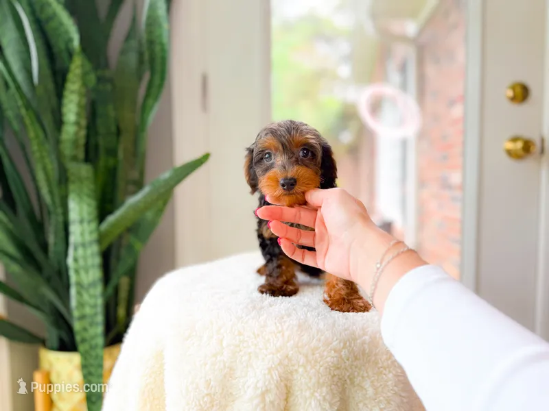 Chase – Yorkipoo puppy for sale in Newberry, SC