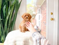 Juice, a male Cavapoo for sale in Newberry, SC – 1 of 5