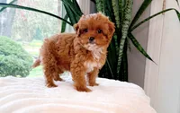 Petra, a female Cavapoo for sale in Newberry, SC – 2 of 3