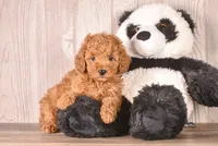 Gail, a female Cavapoo for sale in Newberry, SC – 3 of 3