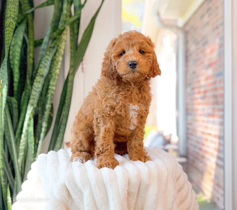 Griffin – Cavapoo puppy for sale in Newberry, SC