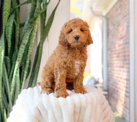 Griffin, a male Cavapoo for sale in Newberry, SC – 1 of 3