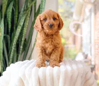 Shepherd, a male Cavapoo for sale in Newberry, SC – 2 of 3